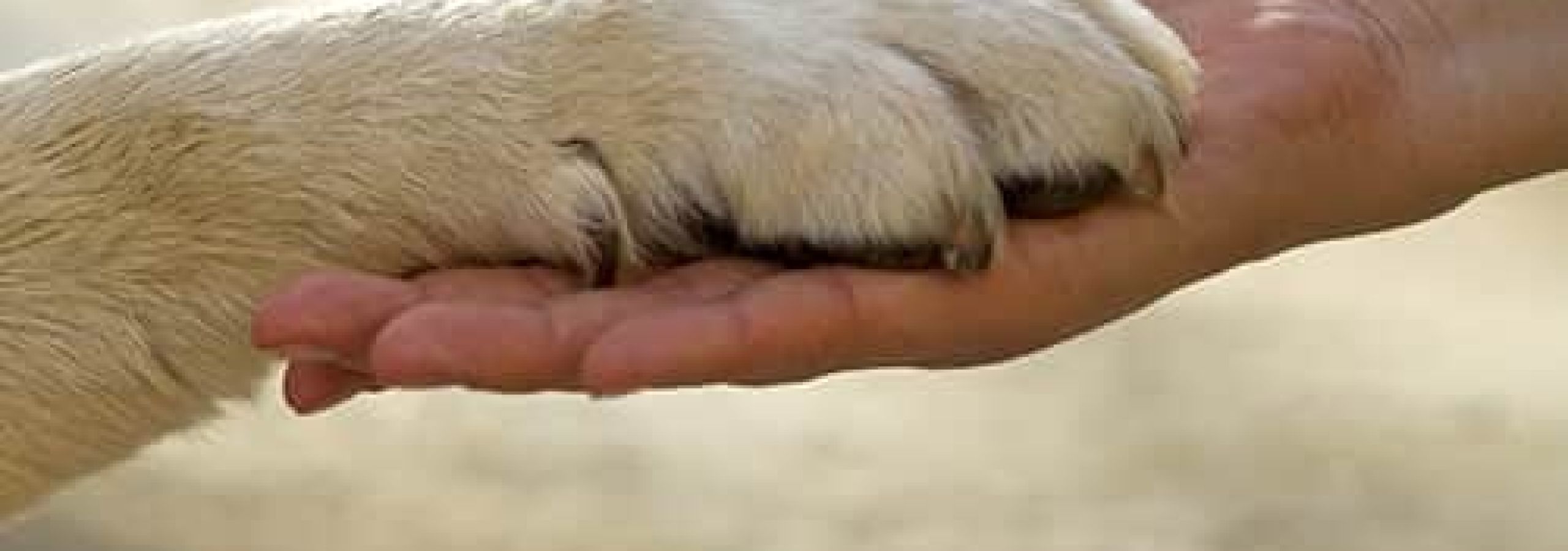 holding dogs paw